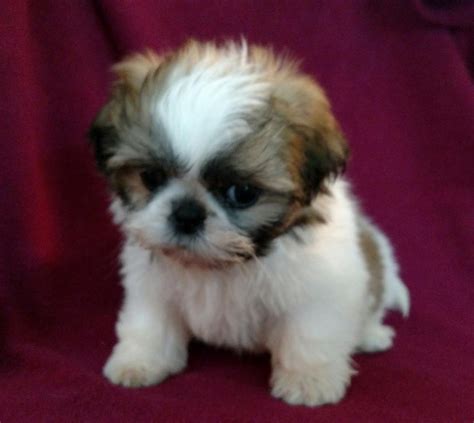 shih tzu for sale los angeles ca|shih tzu puppies near me.